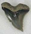 Hemipristis Shark Tooth Fossil - Florida #21328-1